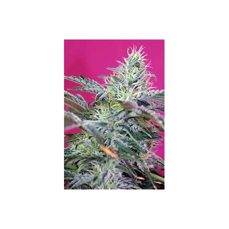 SWEET CHEESE AUTO * SWEET SEEDS FEMINIZED 5 SEMI 