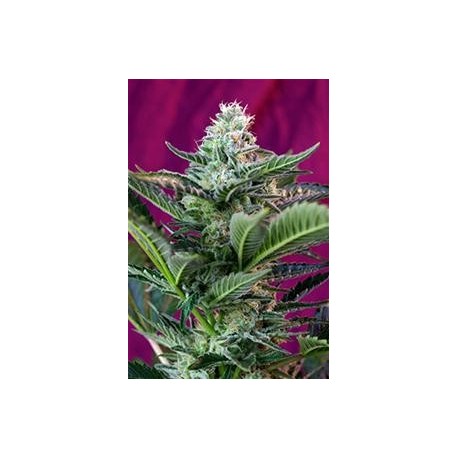 MOHAM RAM AUTO * SWEET SEEDS FEMINIZED 3 SEMI 