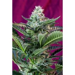 MOHAM RAM AUTO * SWEET SEEDS FEMINIZED 5 SEMI 