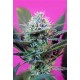 + SPEED AUTO * SWEET SEEDS FEMINIZED 3 SEMI 