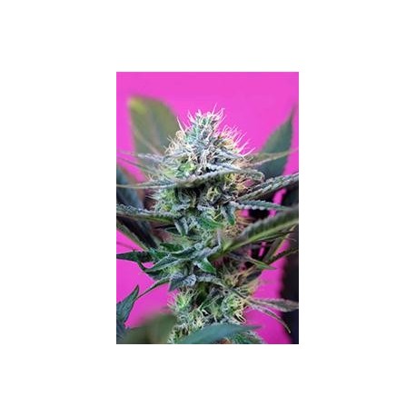 + SPEED AUTO * SWEET SEEDS FEMINIZED 3 SEMI 