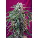 GREEN POISON AUTO * SWEET SEEDS FEMINIZED 3 SEMI 