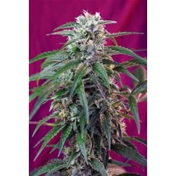 GREEN POISON AUTO * SWEET SEEDS FEMINIZED 3 SEMI 