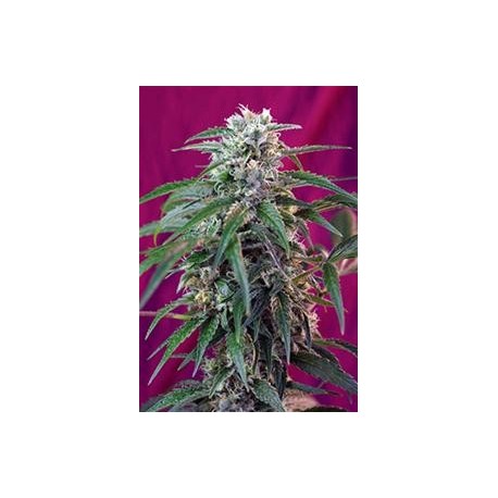 GREEN POISON AUTO * SWEET SEEDS FEMINIZED 3 SEMI 