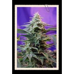 SWEET SPECIAL AUTO * SWEET SEEDS FEMINIZED 3 SEMI 