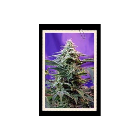 SWEET SPECIAL AUTO * SWEET SEEDS FEMINIZED 3 SEMI 