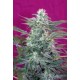 BIG FOOT * SWEET SEEDS FEMINIZED 5 SEMI 