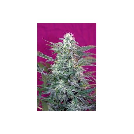 BIG FOOT * SWEET SEEDS FEMINIZED 5 SEMI 