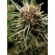 AUTO SHARK * PYRAMID SEEDS 5 SEMI FEM 