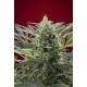 CREAM 47 * SWEET SEEDS FEMINIZED 3 SEMI 