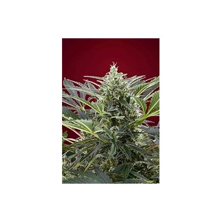 CREAM 47 * SWEET SEEDS FEMINIZED 5 SEMI 