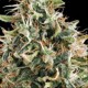 WHITE WIDOW * VISION SEEDS 5 SEMI FEM