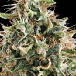 WHITE WIDOW * VISION SEEDS 5 SEMI FEM