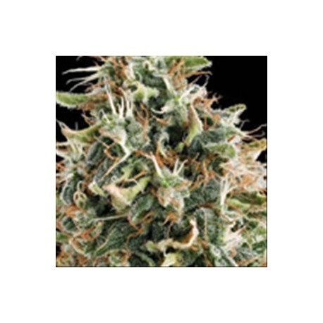 WHITE WIDOW * VISION SEEDS 5 SEMI FEM