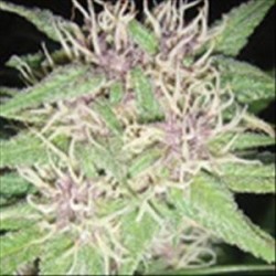 JACK HERER * VISION SEEDS 5 SEMI FEM