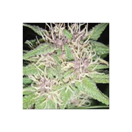 JACK HERER * VISION SEEDS 5 SEMI FEM