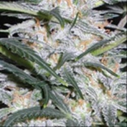 LOWRYDER AUTO * VISION SEEDS 5 SEMI FEM