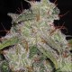 NORTHERN LIGHTS AUTO * VISION SEEDS 5 SEMI FEM