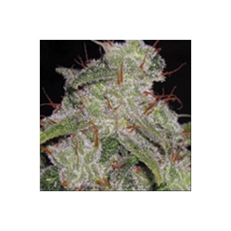 NORTHERN LIGHTS AUTO * VISION SEEDS 5 SEMI FEM