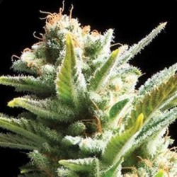 AMNESIA * VISION SEEDS 5 SEMI FEM