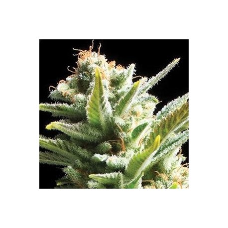 AMNESIA * VISION SEEDS 5 SEMI FEM