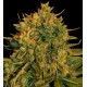 NORTHERN LIGHT X BIG BUD AUTO * WORLD OF SEEDS 7 SEMI FEM 