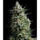 AUTO ANESTHESIA * PYRAMID SEEDS 1 SEME FEM