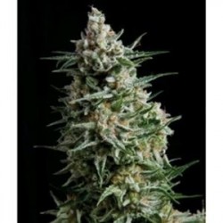 AUTO ANESTHESIA * PYRAMID SEEDS 1 SEME FEM