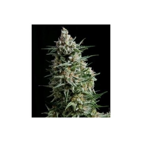 AUTO ANESTHESIA * PYRAMID SEEDS 1 SEME FEM