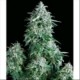 AUTO ANUBIS * PYRAMID SEEDS 1 SEME FEM