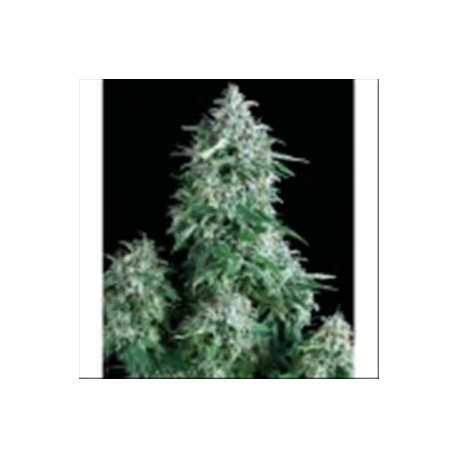 AUTO ANUBIS * PYRAMID SEEDS 1 SEME FEM