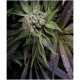 BLUE PYRAMID * PYRAMID SEEDS 1 SEME FEM