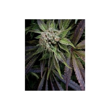 BLUE PYRAMID * PYRAMID SEEDS 1 SEME FEM