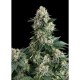 AUTO NEW YORK CITY * PYRAMID SEEDS 5 SEMI FEM