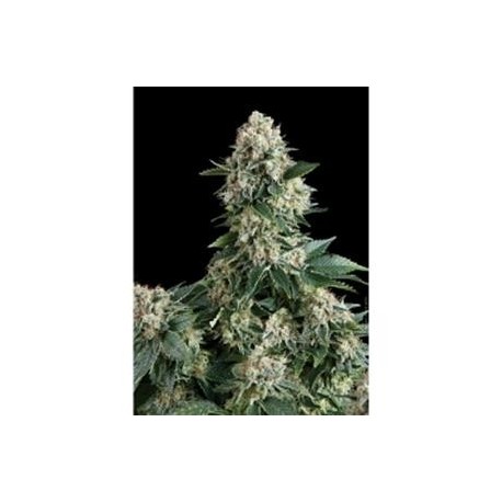 AUTO NEW YORK CITY * PYRAMID SEEDS 5 SEMI FEM