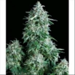 AUTO ANUBIS * PYRAMID SEEDS 5 SEMI FEM