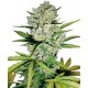 SUPER SKUNK AUTOMATICA * SENSI WHITE LABEL 3 SEMI FEM 