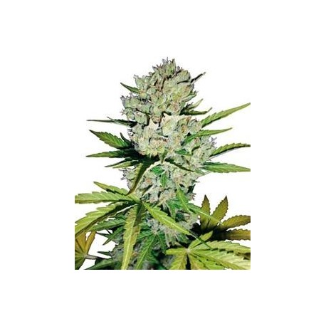 SUPER SKUNK AUTOMATICA * SENSI WHITE LABEL 3 SEMI FEM 