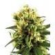 WHITE HAZE AUTO * SENSI WHITE LABEL 3 SEMI FEM 