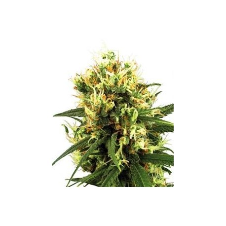 WHITE HAZE AUTO * SENSI WHITE LABEL 3 SEMI FEM 