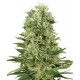 SKUNK #1 AUTOMATICA * SENSI WHITE LABEL 5 SEMI FEM 