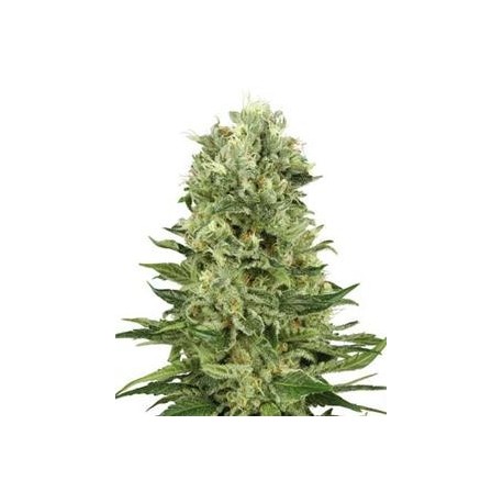 SKUNK #1 AUTOMATICA * SENSI WHITE LABEL 5 SEMI FEM 