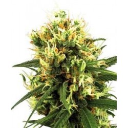 WHITE HAZE AUTO * SENSI WHITE LABEL 5 SEMI FEM 