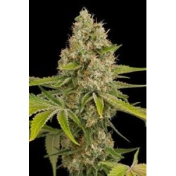 OG KUSH * DINAFEM SEEDS 1 SEME FEM