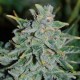 NORTHERN LIGHT BLUE AUTO * DELICIOUS SEEDS INDICA 5 SEMI FEM