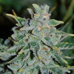 NORTHERN LIGHT BLUE AUTO * DELICIOUS SEEDS INDICA 5 SEMI FEM