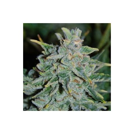 NORTHERN LIGHT BLUE AUTO * DELICIOUS SEEDS INDICA 5 SEMI FEM