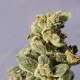 AUTO NORTHERN LIGHTS * BIOLOGICAL SEEDS 5 SEMI