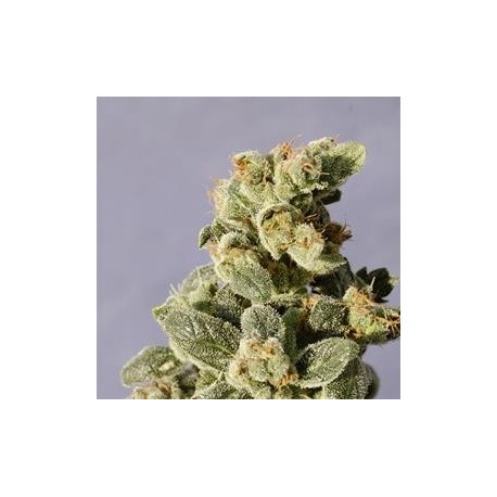 AUTO NORTHERN LIGHTS * BIOLOGICAL SEEDS 5 SEMI