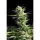 AMNESIA * BIOLOGICAL SEEDS 3 SEMI